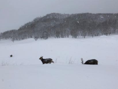 2名村民征地拆迁区“种”房，武汉江夏五里界街道依法拆除