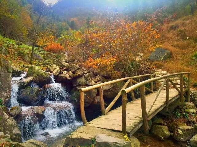 米乐米可森林大冒险